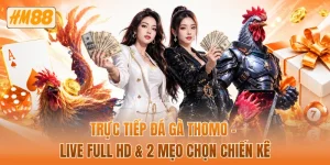 Trực tiếp đá gà Thomo - Live full HD & 2 mẹo chọn chiến kê